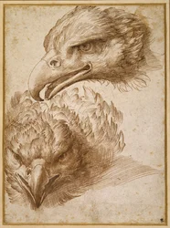 Studies of an Eagle