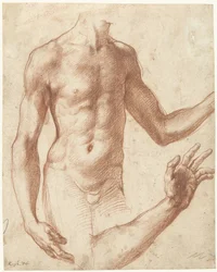 Study of a Torso