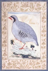A Red-legged Partridge