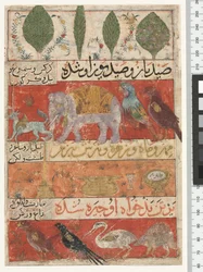 Animals, Birds and Plants