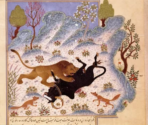 Lion attacking a bull Page of a Kalila and Dimna