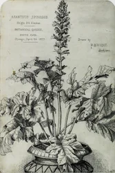 Acanthus Spinosus, Presentation Drawings