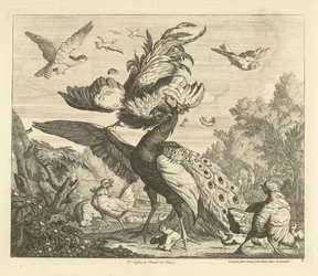 Rooster Attacks a Peacock - Various Birds (series title)