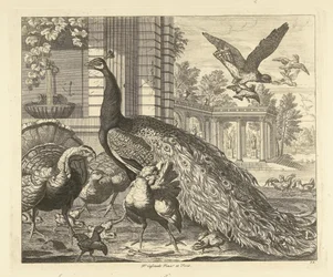 Peacock and Turkey at a Garden Colonnade Various Birds (series title)