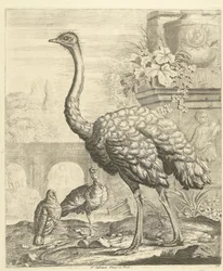 Ostrich and Turkeys in a Garden with Antique Ruins (Various Birds)