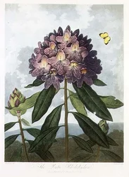 The Pontic Rhododendron