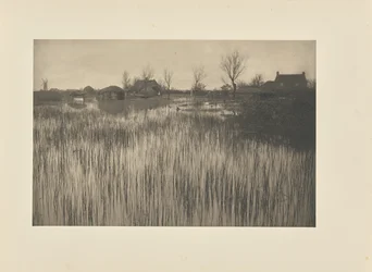 A Rushy Shore