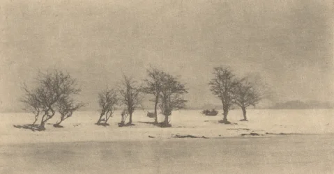 Gnarled-Thorn Trees