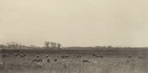 Marshes by the North Sea
