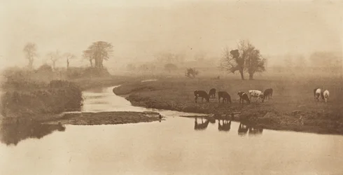 Sheep on the Marshes