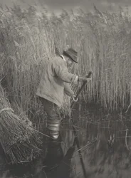A Reed-Cutter at Work