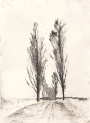 Poplar Avenue