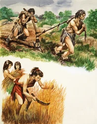 Stone Age farming