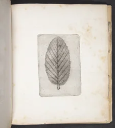 Imprint of a Leaf