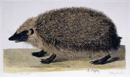 The Hedgehog
