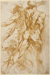 Anatomical Studies