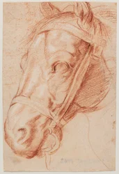 Horse Head