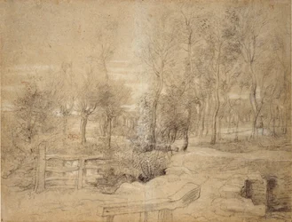 Woodland Scene