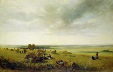A Corn Field
