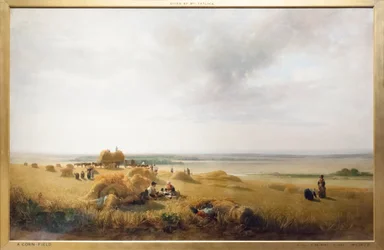 A Cornfield