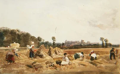 Cornfield, Windsor