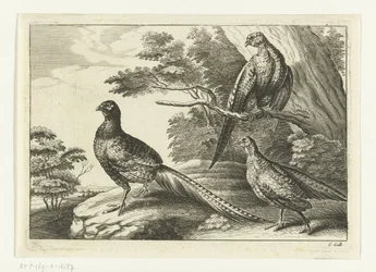 Three Pheasants Various Birds (series title)