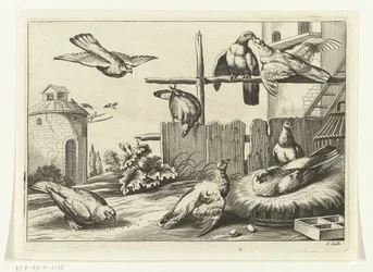 Pigeons at a Dovecote (series title: Diversarum avium species, Various Birds)