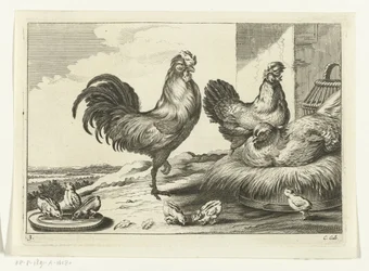 Chicken, Roosters, and Chicks