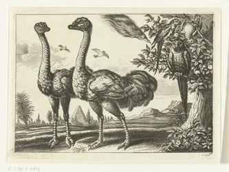 Two ostriches