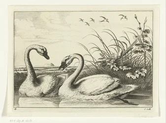Two Swans (Various Birds series)