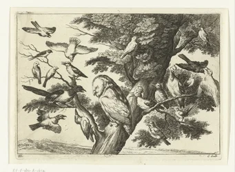 Birds in a Tree