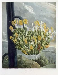 The Aloe, engraved by Medland, from 