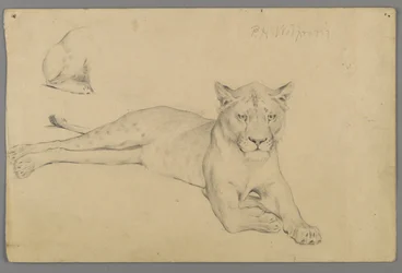 Seated Lioness
