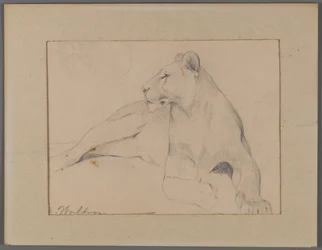 Seated Lioness