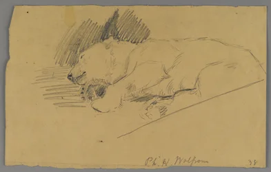 Sleeping Polar Bear