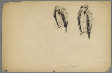 Vultures