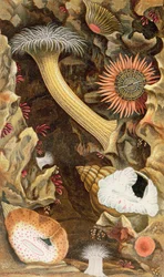 Snake Locked Anemones, Plate III from 