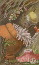 The Crimson Imperial, the Yellow Imperial and the Globehorn, plate IX from Actinologia Britannica: A History of the British Sea Anemones and Corals