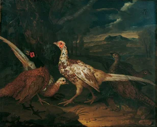 Pheasants