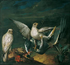 White Hunting Falcons with a Heron