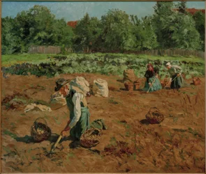 Potato Harvest