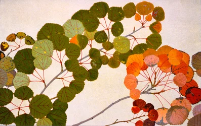 European Aspen
