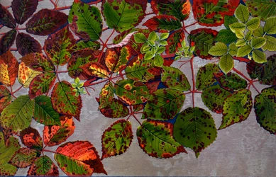 Rubus Fruticosus Attacked by Rose Fungus Phragmidium Violaceum, 1907-09