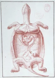 A Tortoise