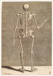 Study of a Skeleton, Seen from Behind