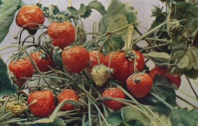 Strawberries - John Kidd & Co. Ltd.