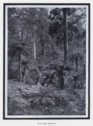 Nyora Gully, Healesville