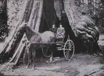 The Big Tree, Stanley Park, Vancouver