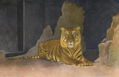Cologne Zoo, Tiger (photo)