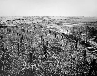 WWI Barbed Wire Defences of German Beaurevoir Position, Part of the Hindenburg Line